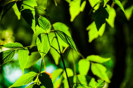 Green leaves macro, nature backgroundの写真素材