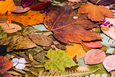 Different autumn leaves. Colorful background.