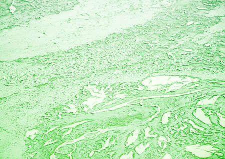 Abstract background with biological patternの写真素材