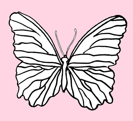 Hand drawn butterfly with grungy effect. Design element for text decoration - web and printed media.のイラスト素材