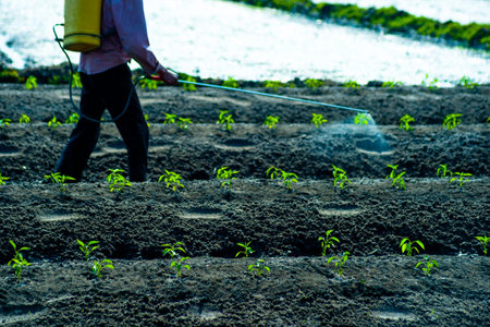 A man walking between carefully cultivated green sprouts and sprays insecticides. Natural...