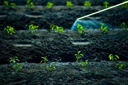 A man walking between carefully cultivated green sprouts and sprays insecticides. Natural...