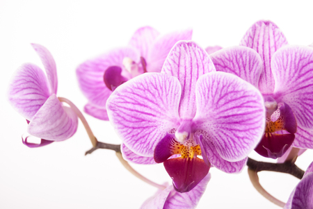 Beautiful purple flower of orchid on white. Gorgeous flower background with Phalaenopsis species.の写真素材