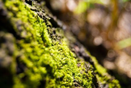 green moss on tree in forest, close upの写真素材