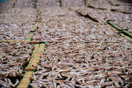 Planty of freshly caught  little anchovy fish drying on open air in a Vietnamease portの写真素材