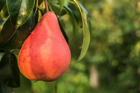 Single red pear on the tree.の写真素材