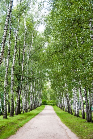 Lane between birch trees in the parkの写真素材