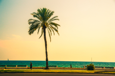 Palm trees along the coast in Palma de Mallorca at beautiful sunny day. Image of tropical vacation and sunny happiness. Filtered vintage photo.の写真素材