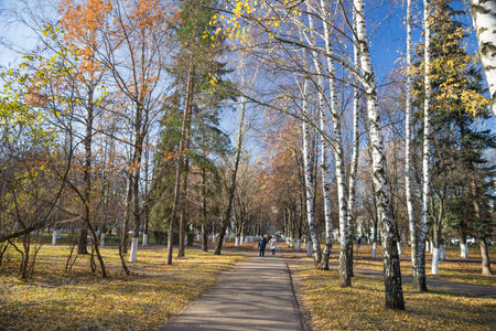 Park in autumn with birches trees. Landscape photo of autumnal nature. Image for backgrounds and...