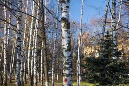 Park in autumn with birches trees. Landscape photo of autumnal nature. Image for backgrounds and wallpapers.の写真素材