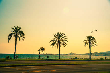 Palm trees along the coast in Palma de Mallorca at beautiful sunny day. Image of tropical vacation and sunny happiness. Filtered vintage photo.の写真素材