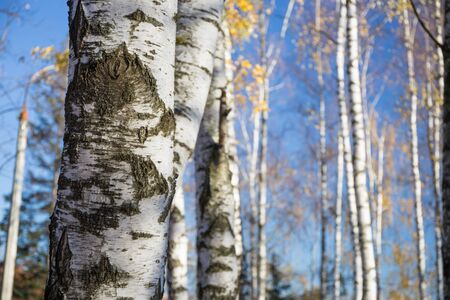 Park in autumn with birches trees. Landscape photo of autumnal nature. Image for backgrounds and wallpapers.の写真素材