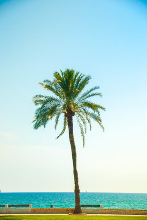 Palm trees along the coast in Palma de Mallorca at beautiful sunny day. Image of tropical vacation...