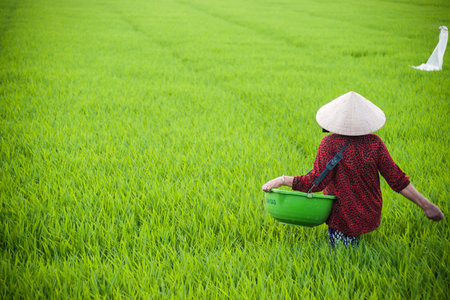 NHA TRANG, VIETNAM - FEBRUARY 11, 2015: A woman in traditional conical hat works in a rice field in Nha Trang, Vietnam's Agriculture's share of economic output has declined in recent years.のeditorial素材