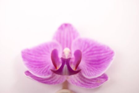 Pink orchid on white background. Image of love and beauty. Natural background and design element.の写真素材