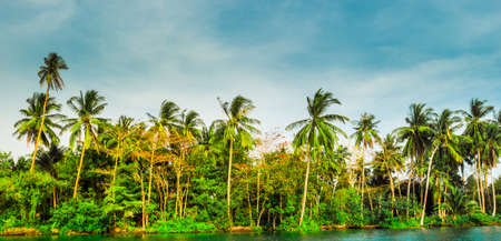 Palm trees on sea shore at beautiful sunny day. Image of tropical vacation and sunny happiness. Serene summer photo.の写真素材