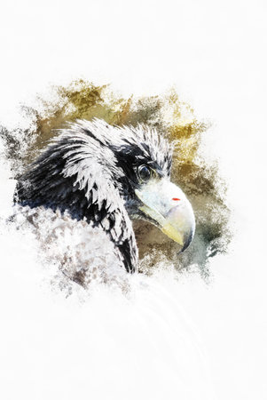 Portrait of a Black Kite with staring eye. Vintage painting, background illustration, beautiful...