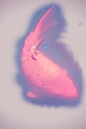 A Huge red koi fish swimming in turbid water. Vintage painting, background illustration, beautiful picture, travel textureの写真素材