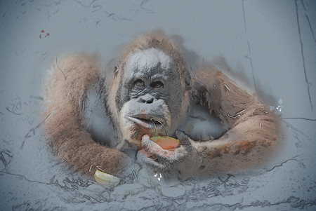 Orangutan is being distracted from eating an orange. Vintage painting, background illustration, beautiful picture, travel textureの写真素材