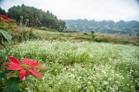 Big red flower of poinsettia growing in a garden. Beautiful background picture of flowers.