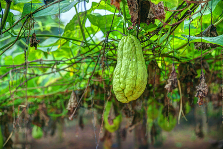 Vegetable plantation in Vietnam. Momordica charantia often called bitter melon, bitter gourd or bitter squash.の写真素材