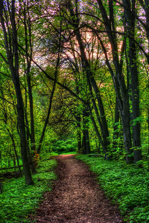 Colorful summer landscape. Pathway in the woods. Green trees around a lane. The bright colors of...