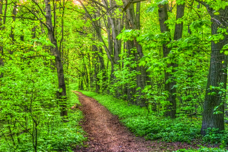 Colorful summer landscape. Pathway in the woods. Green trees around a lane. The bright colors of nature in the park.の写真素材