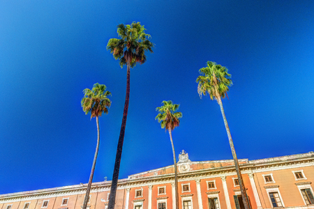 Palm trees near the cathedral in Palermo, Sicily, Italy. Image of tropical vacation.の写真素材