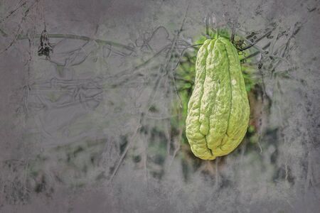 Vegetable plantation in Vietnamの写真素材