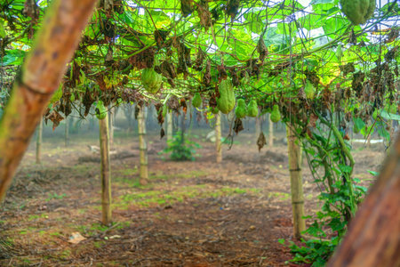 Vegetable plantation in Vietnam