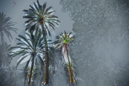 Palm trees in a tropical resort at beautiful sunny day.の写真素材