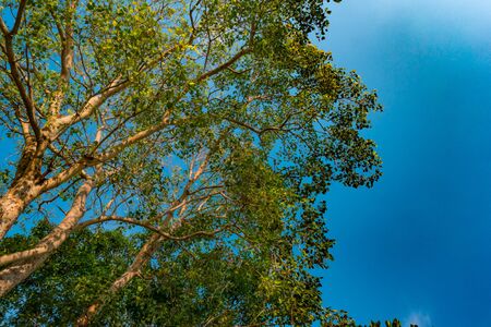 Giant stem of pterocarpus indicus tree against sunの写真素材