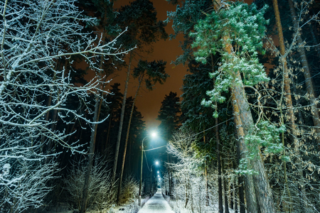 trees covered with snow in the winter nightの写真素材