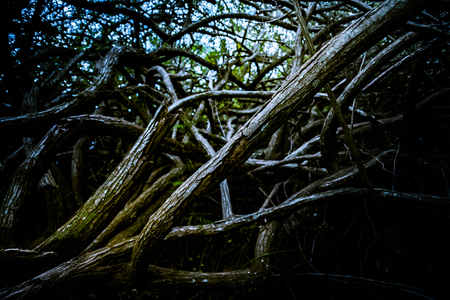 Roots and branches of trees in deep forest. Dark textured background.の写真素材