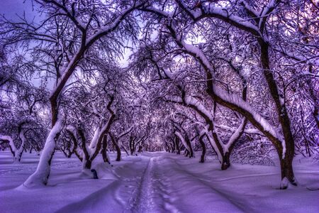 path through a forest with apple trees in Kolonenskoye, Moscow, Russiaの写真素材