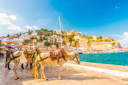 Donkeys, the means of transport at Hydra island Saronic Gulf Greece.の写真素材