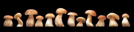 Mushroom family, Cep  Boletus edulis  - king of pore fungi - esculent mushrooms on black backgroundの写真素材