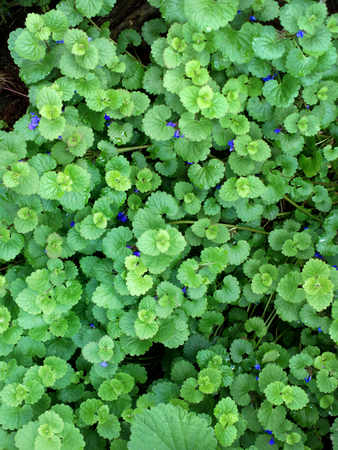 Greenness background - outdoors photography of green bushesの写真素材