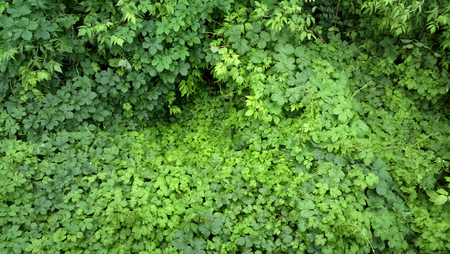 Greenness background - outdoors photography of green bushesの写真素材