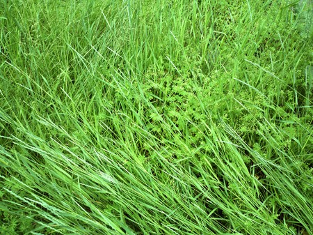 Spring fresh grass with deep of field - outdoors photography of green grassの写真素材