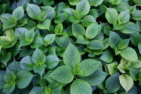 Greenness background - outdoors photography of green bushes