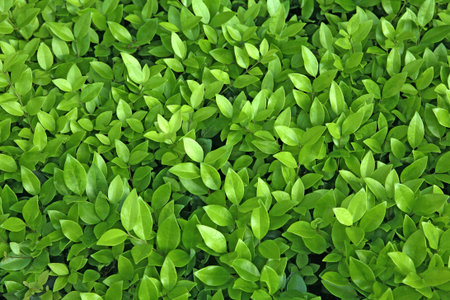 Lime Green leaf background - outdoors photography of green bushes