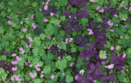 Colorful leaves with flowersの写真素材