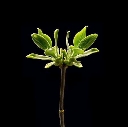Young leaves of the bush  on black background. Macro. Nature. High resolution productの写真素材