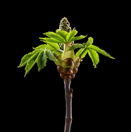 Horse Chestnut on black background. Macro. Nature. High resolution productの写真素材
