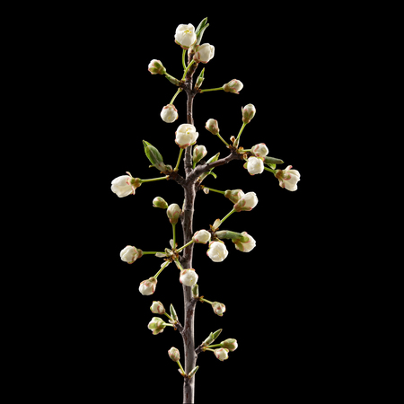 Blooming cherry branch on black background. Macro. Nature. High resolution productの写真素材
