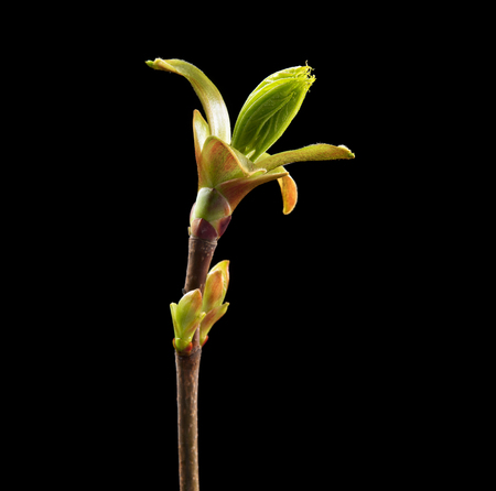 Maple branch on black background. Macro. Nature. High resolution productの写真素材