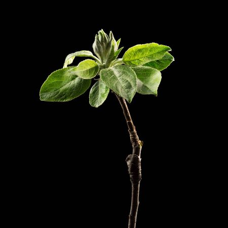 Flowering branch of apple on black background. Macro. Nature. High resolution productの写真素材