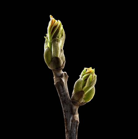 Buds of walnut on black background. Macro. Nature. High resolution productの写真素材