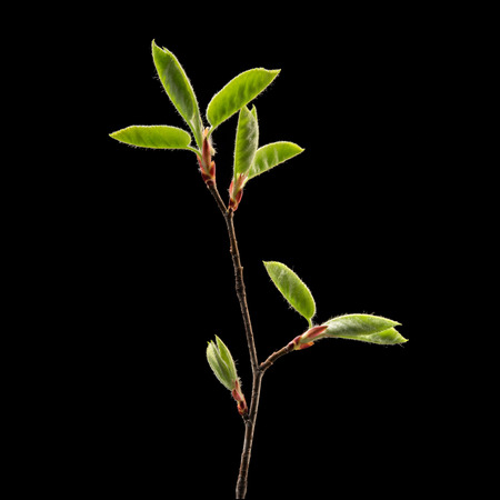 Branch with young green spring leaves on black background. Macro. Nature. High resolution productの写真素材